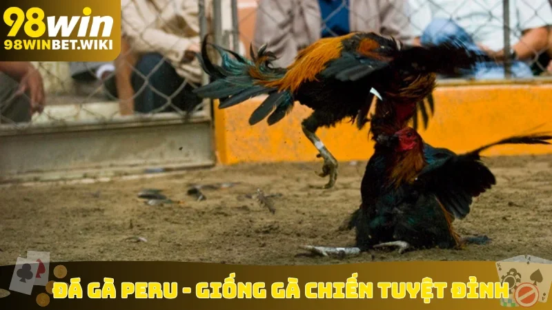 Đá Gà Peru