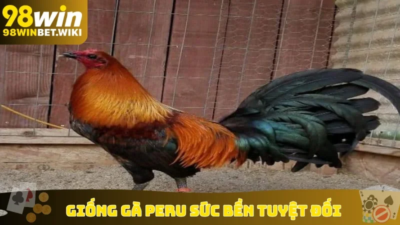Giống gà Peru sức bền tuyệt đối